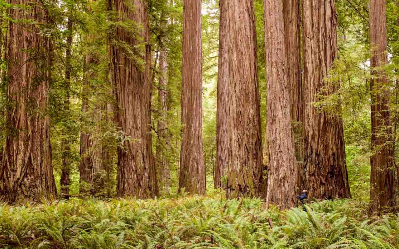 Jedediah Smith Redwoods