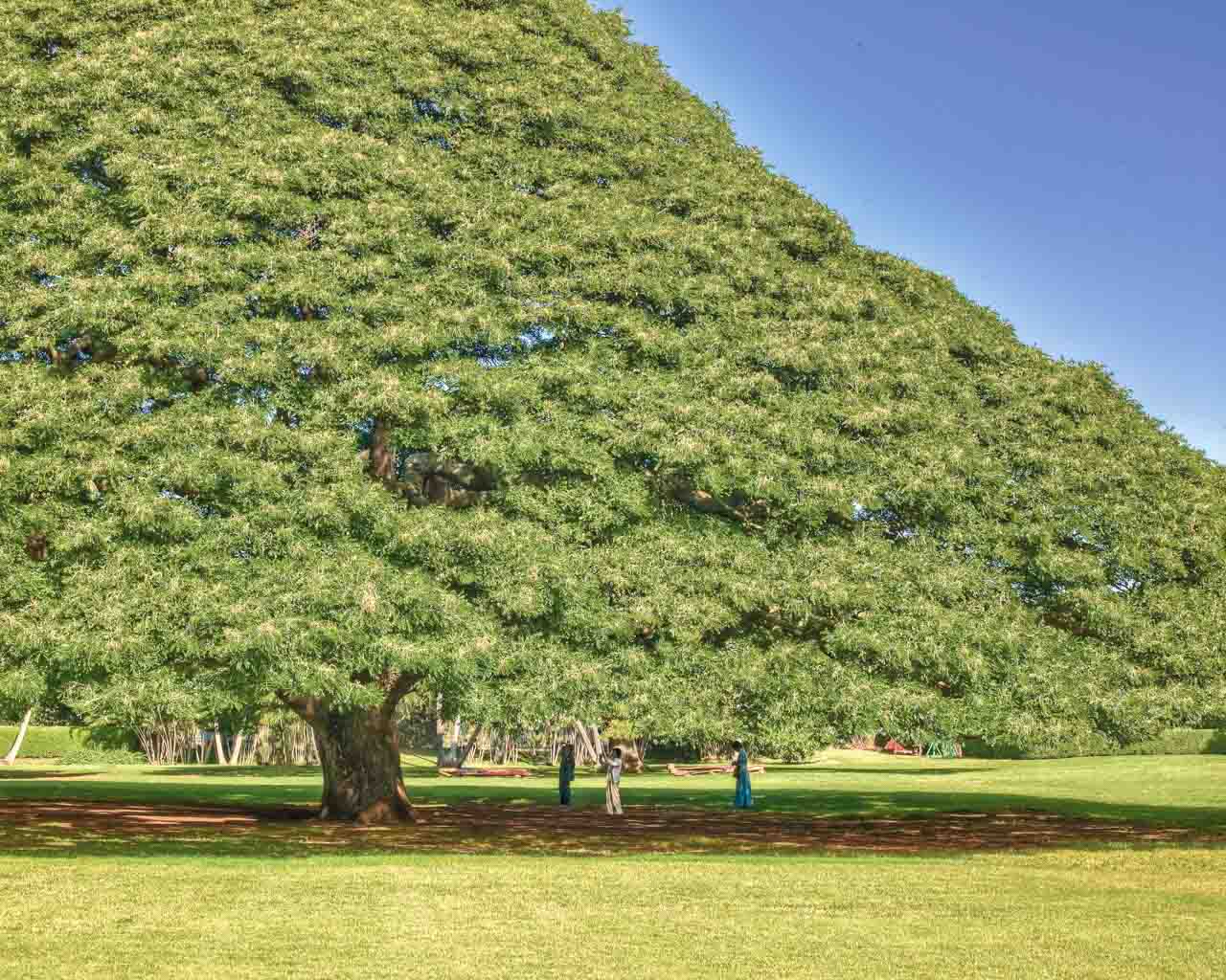 Moanalua Park, Oahu