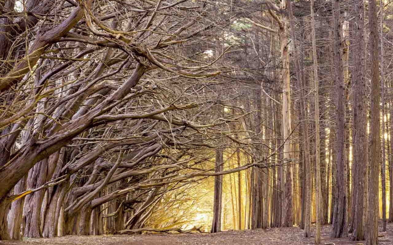 Moss Beach Trees