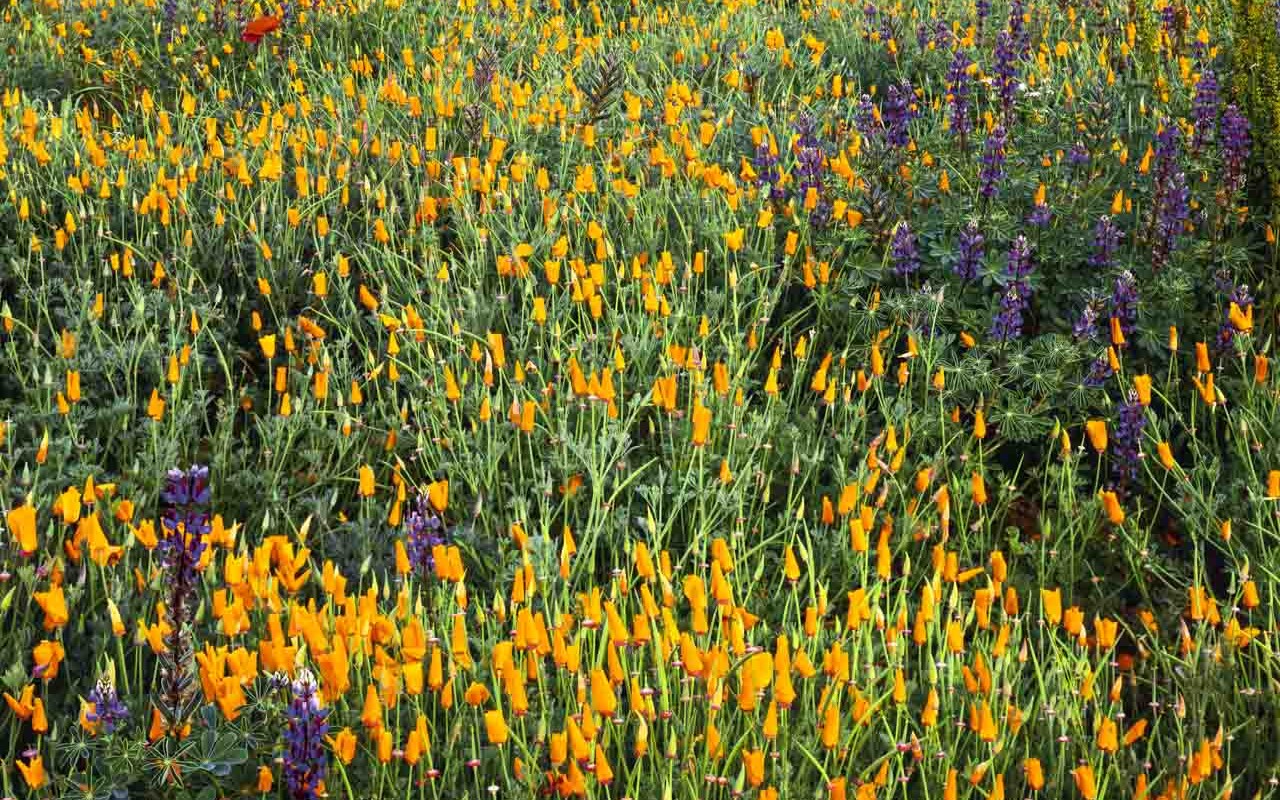 Stanford Poppies