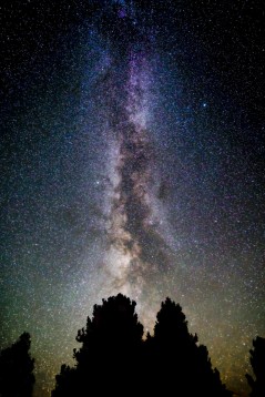 Milky Way + Tree Tops V